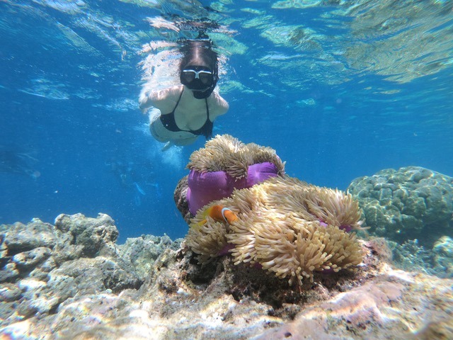 Snorkeler swimming above a sea anemone and clownfish on a reef