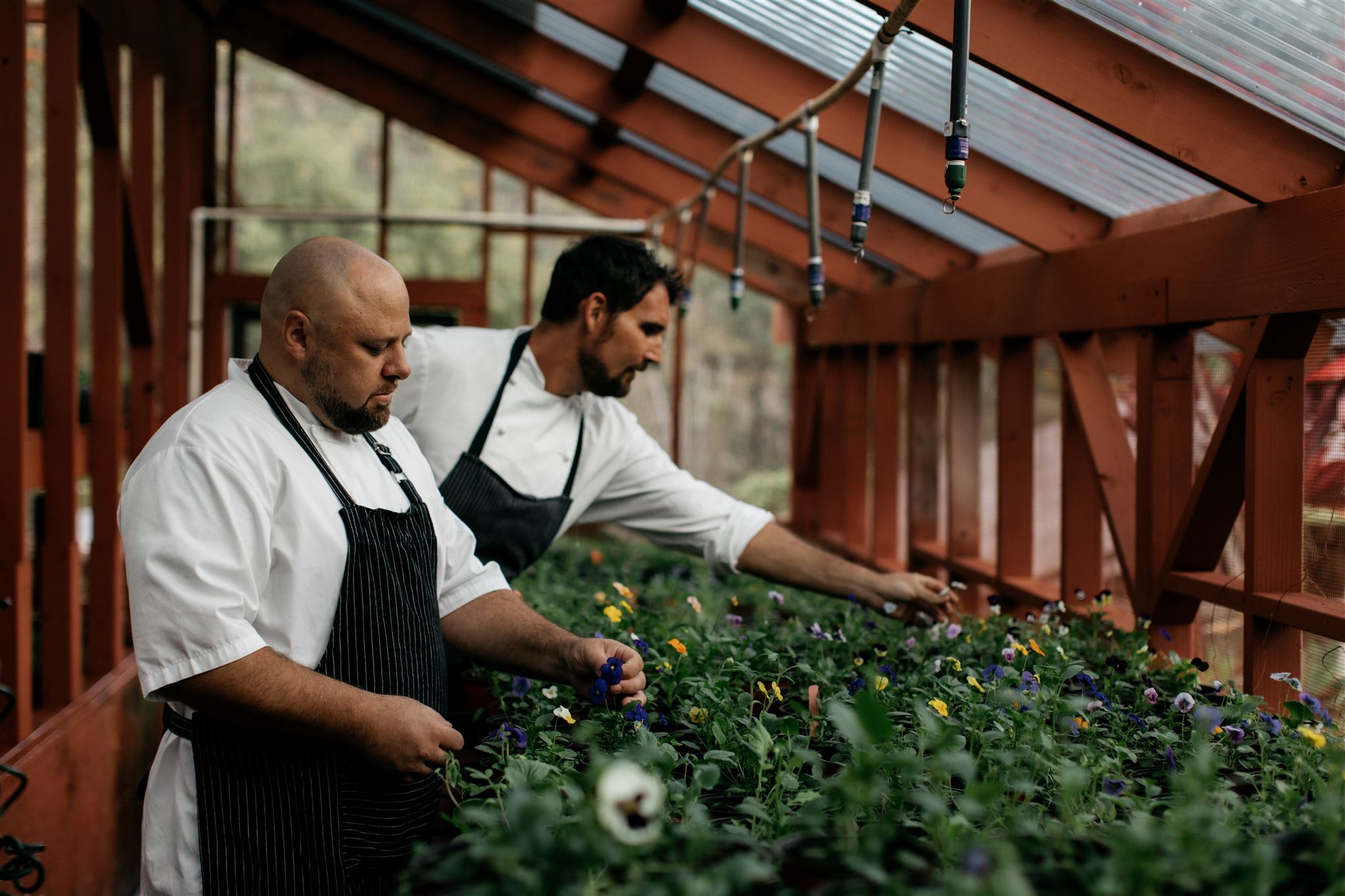 chefs in greenhouse